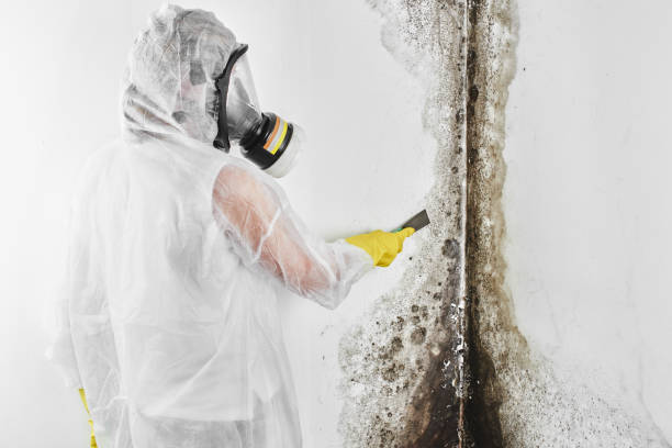 Best Mold Removal Process  in Advae, NC