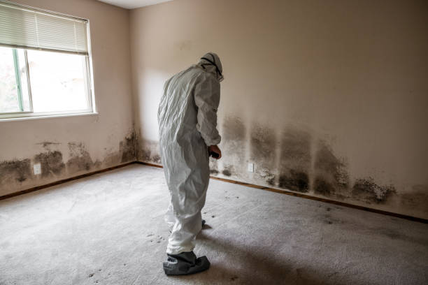 Best Home Mold Removal  in Advae, NC