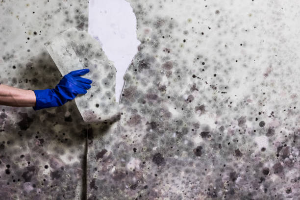 Mold Removal Process in Advance, NC